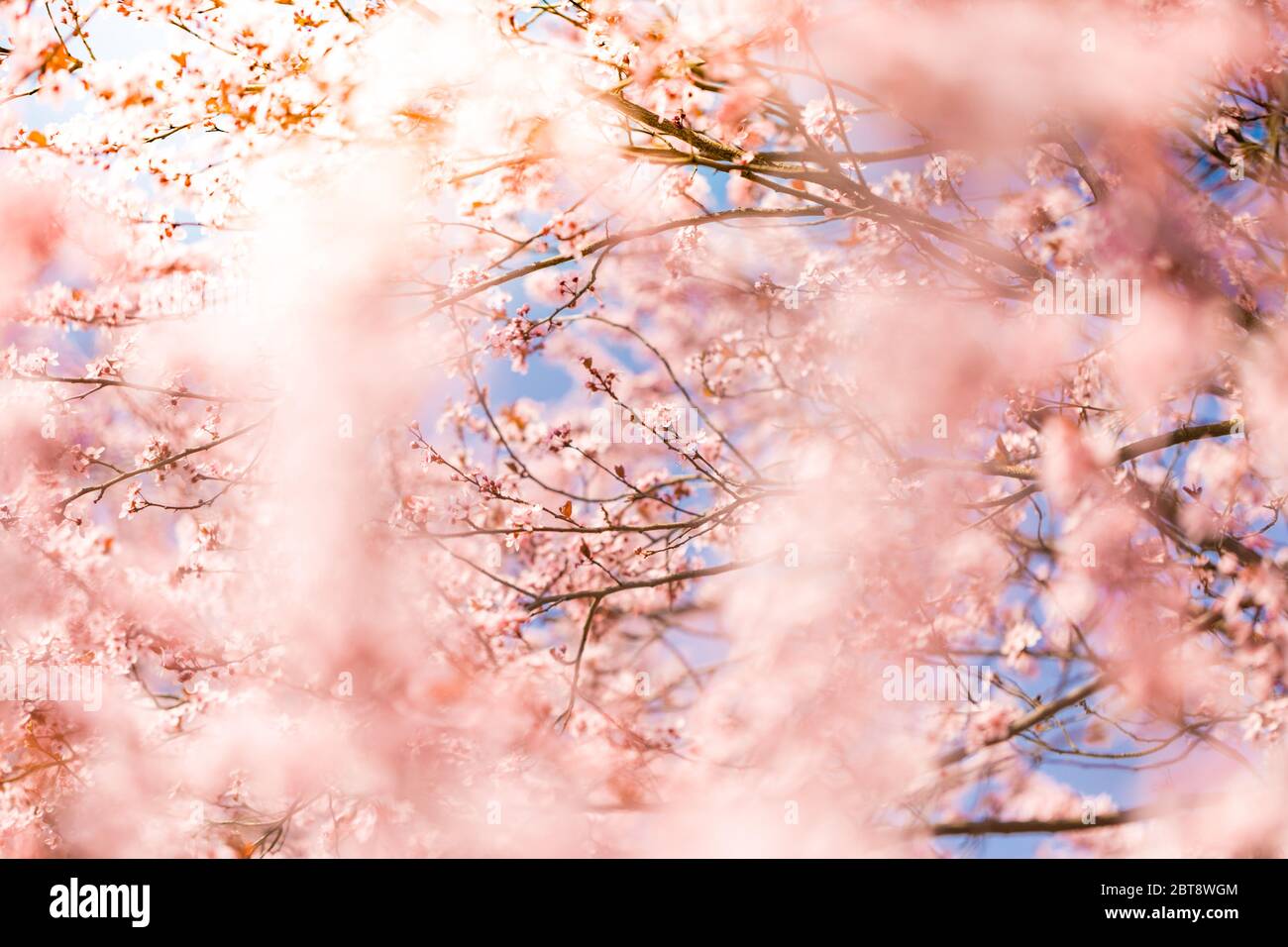 Primavera natura fioritura sfondo. Bella scena naturale con albero fiorente e sole flare. Sogno natura primo piano, primavera fiori sfondo. Foto Stock