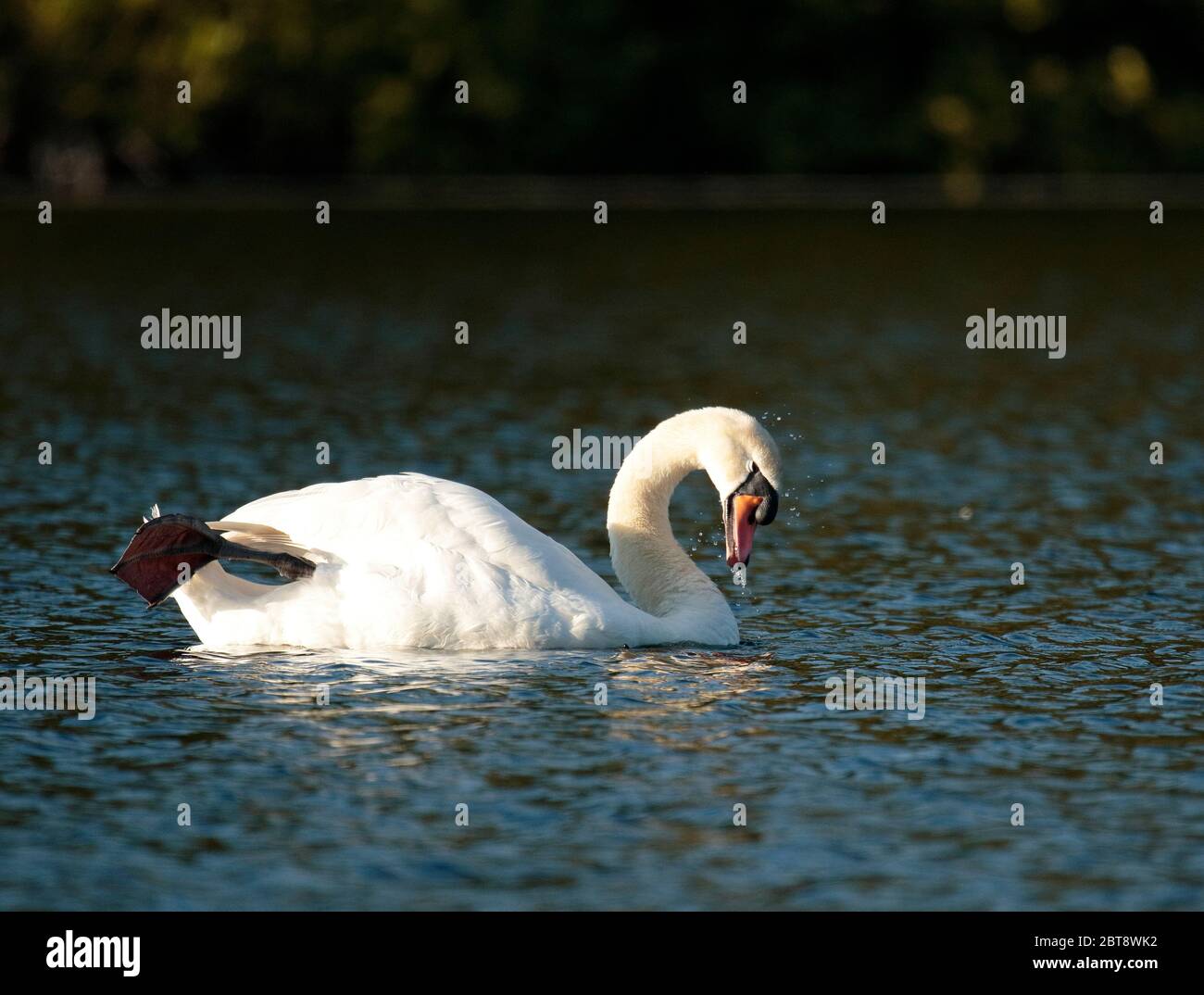 Cigno reale Foto Stock