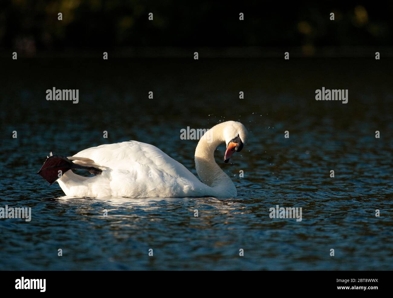 Cigno reale Foto Stock