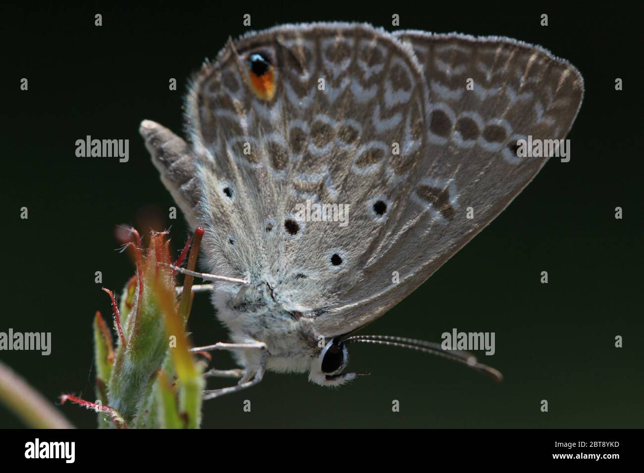 Una farfalla, il bluebell con un caratteristico punto arancione nella prima vista su una pianta Foto Stock