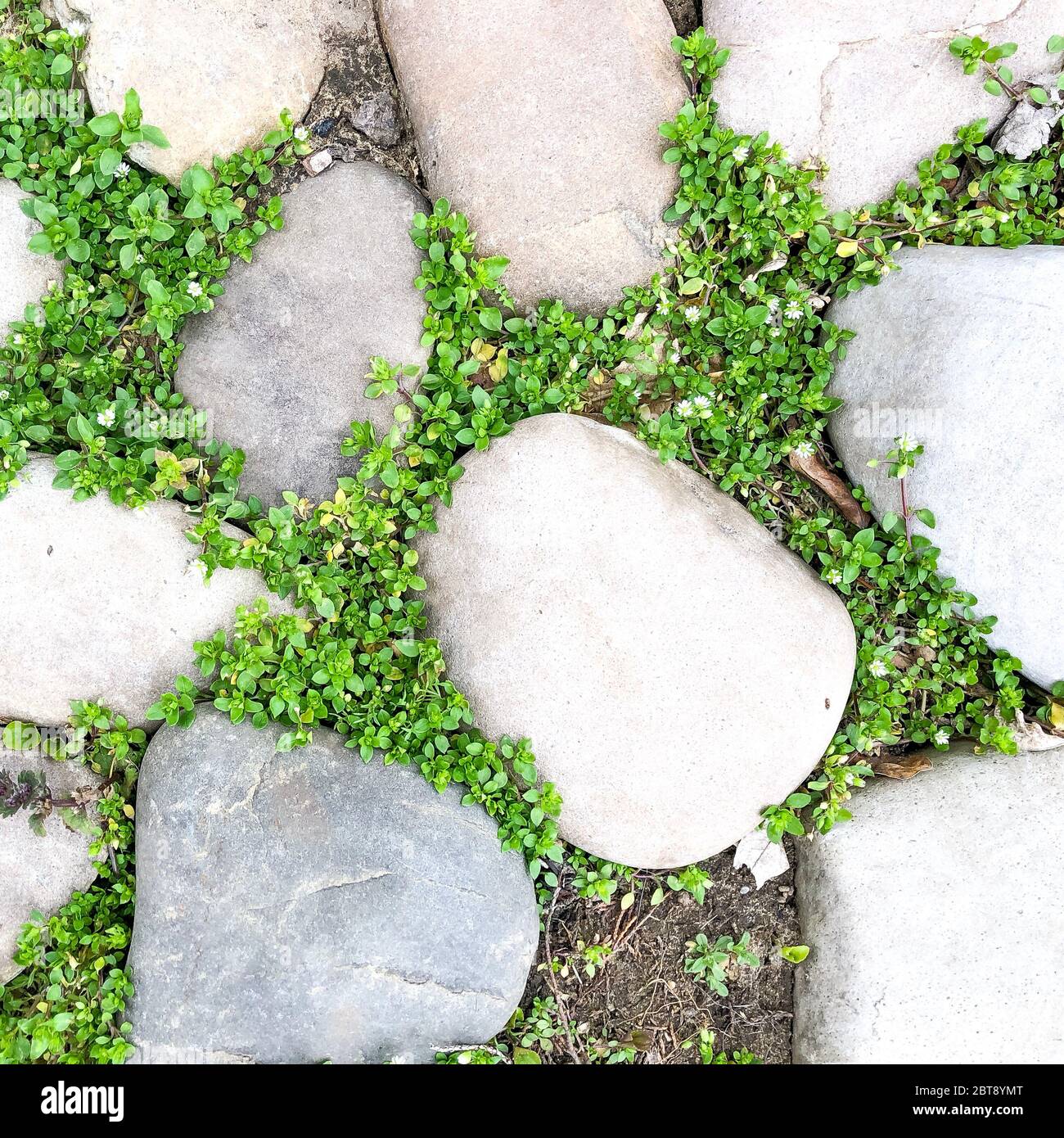 Percorso in pietra con erba verde chiocciata. Disegno astratto del giardino Foto Stock