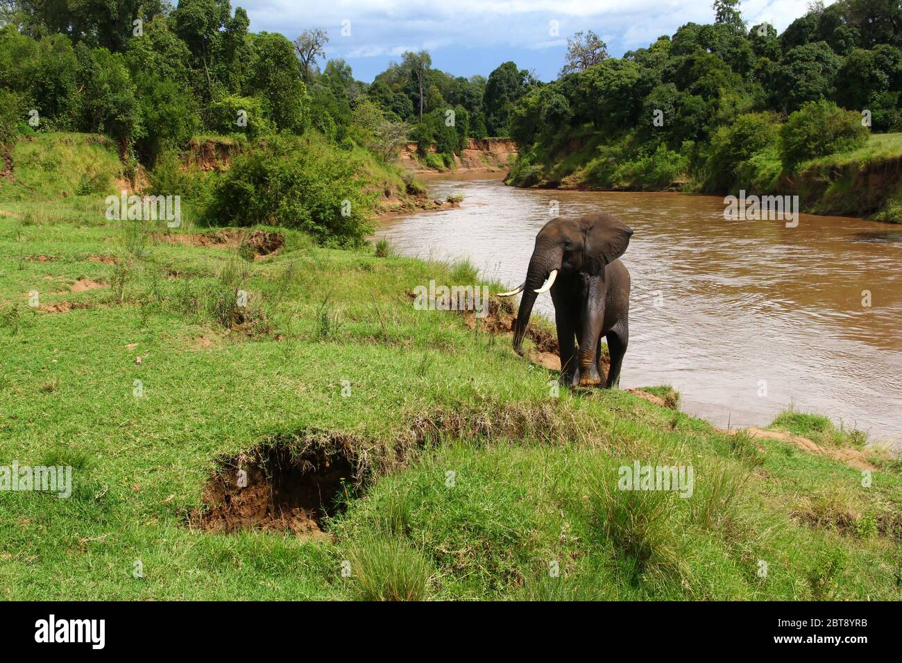 Un elefante con grandi zanne ha attraversato il fiume Mara e sta salendo verso la riva verde Foto Stock