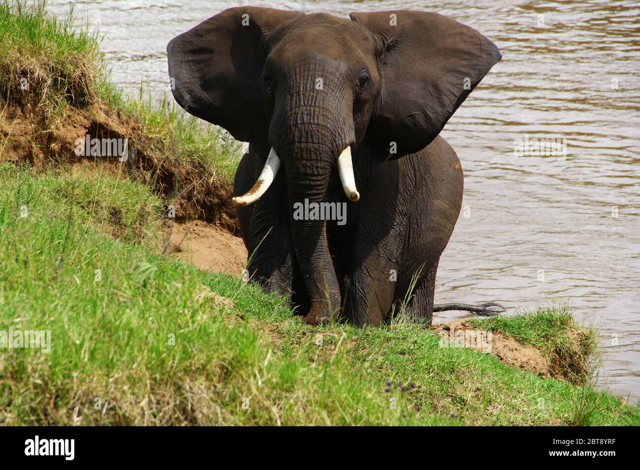 Un elefante con grandi zanne ha attraversato il fiume Mara e sta salendo verso la riva verde Foto Stock