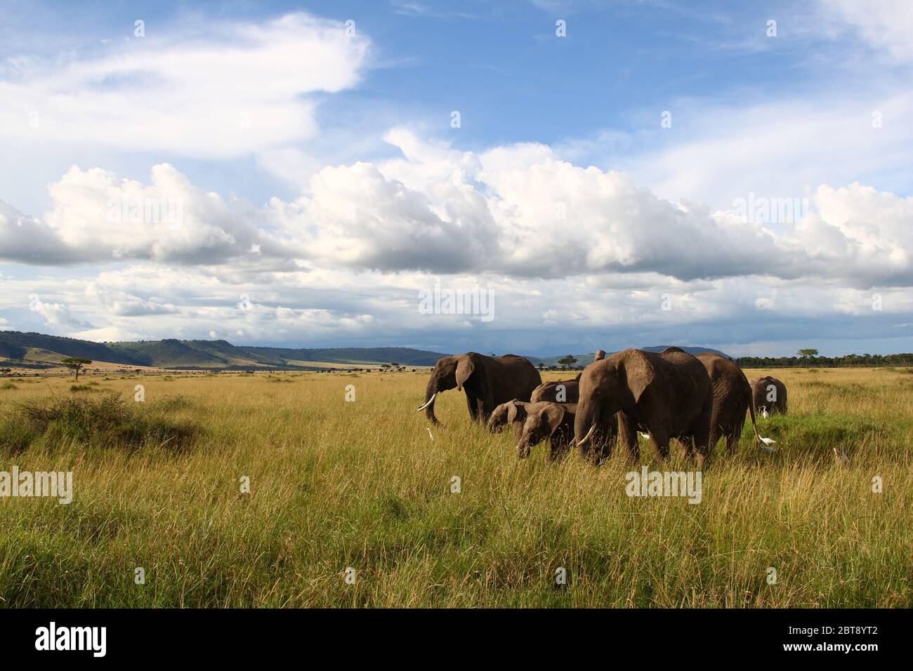 Una mandria di elefanti vota l'erba alta della savana keniana con le imponenti nuvole nel cielo al sole della sera Foto Stock