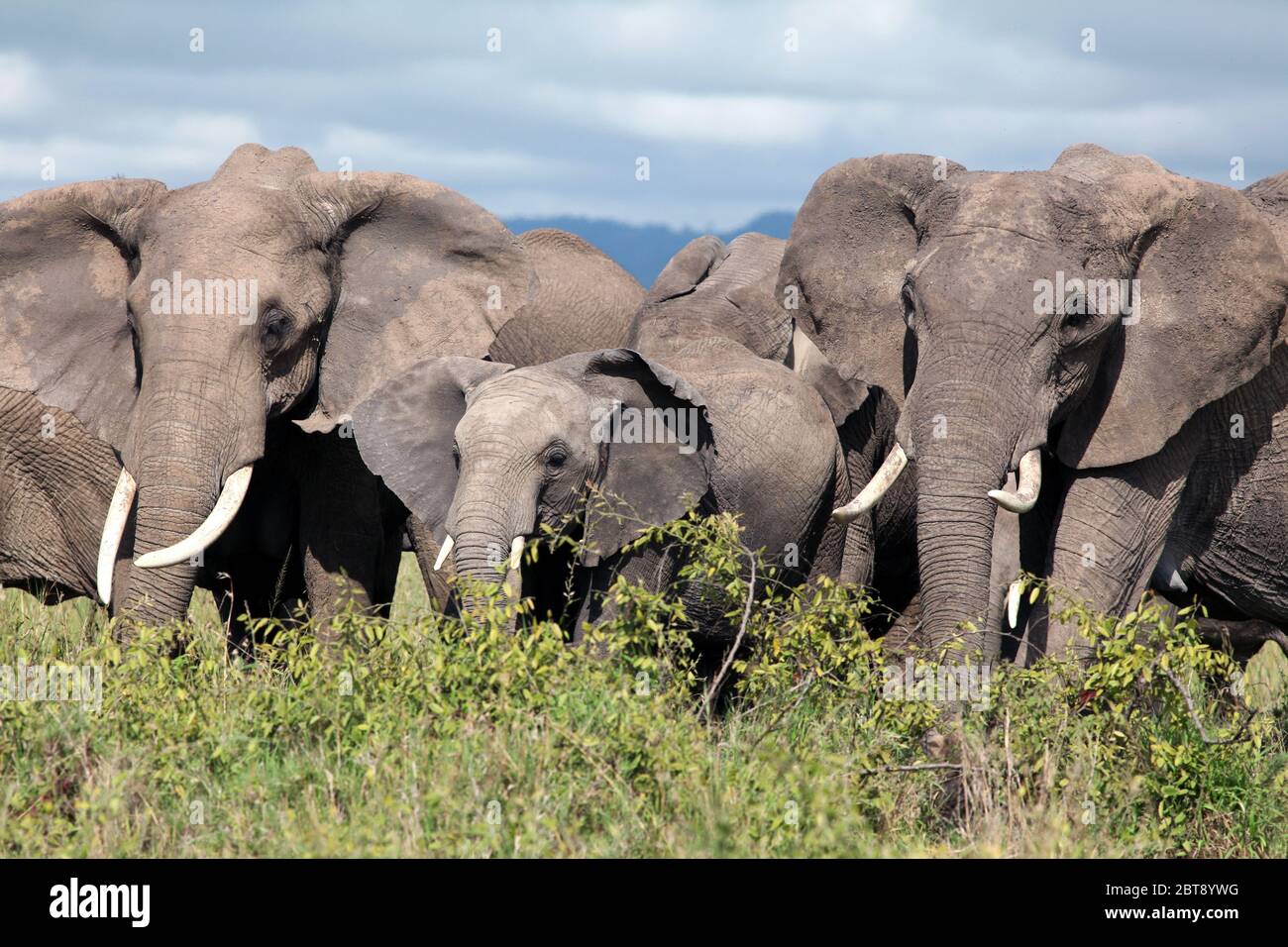 Un gruppo di elefanti protegge un giovane animale al centro Foto Stock