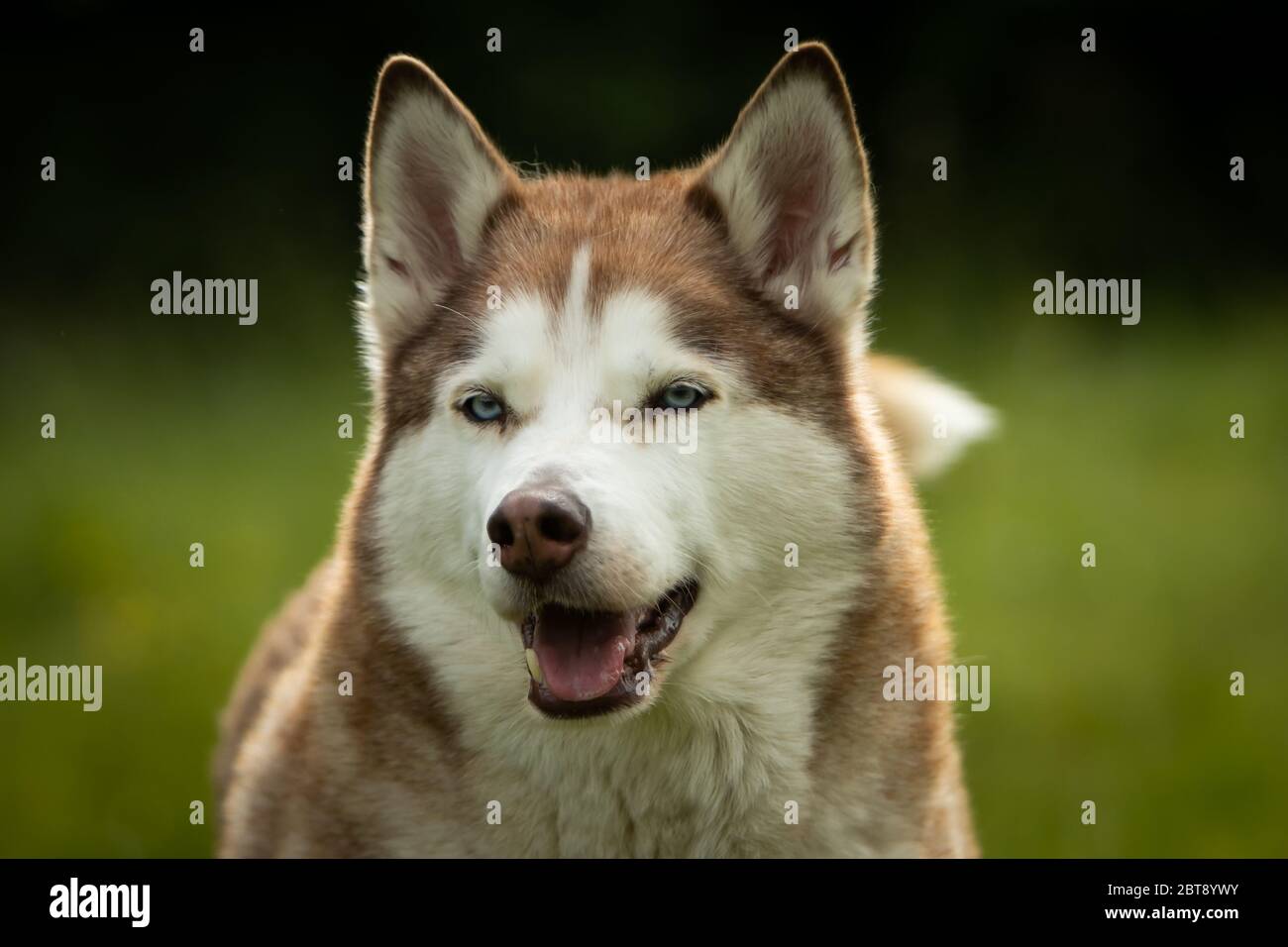 Un Husky Siberiano che si alza orgoglioso. Foto Stock