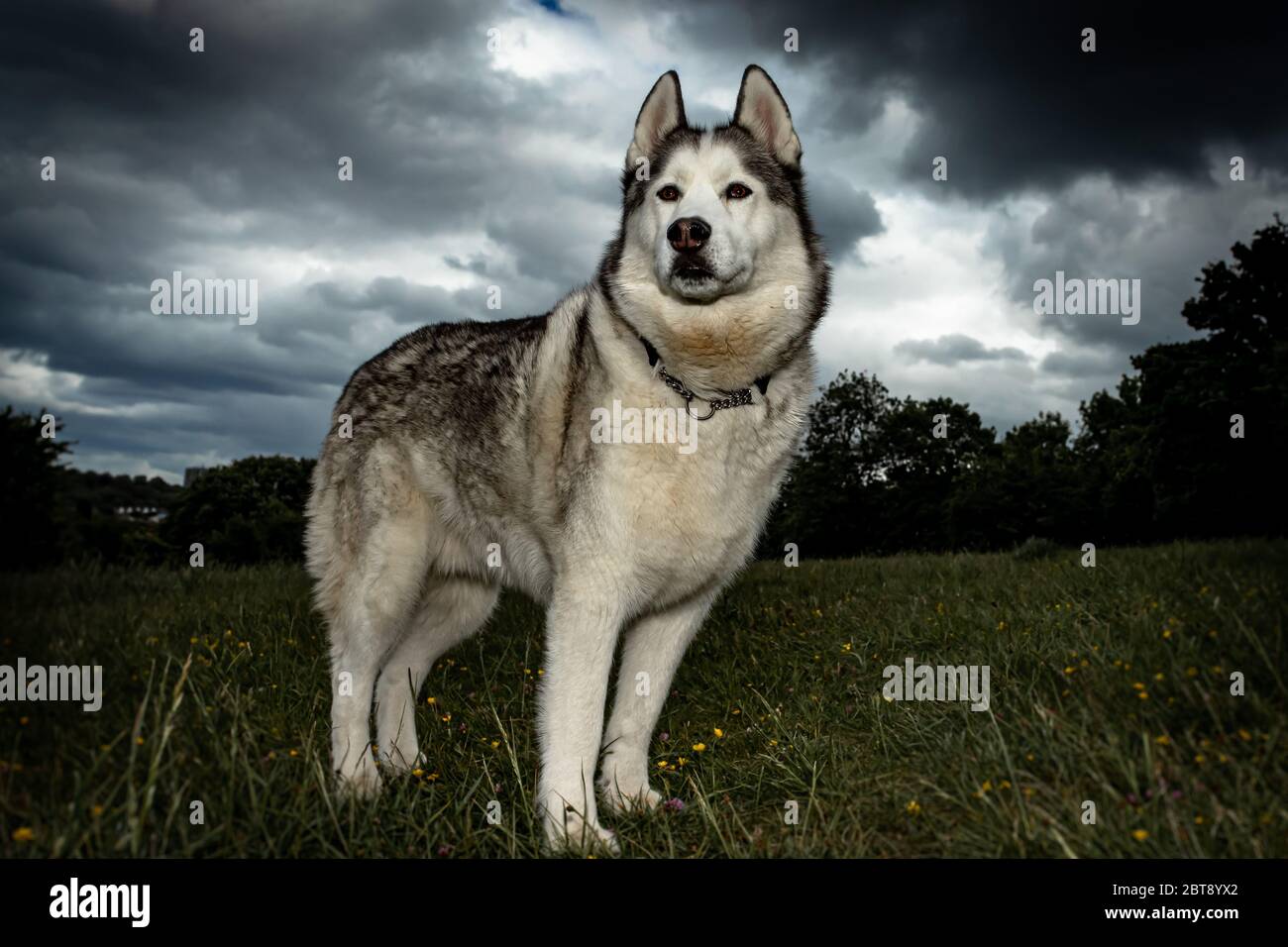 Un Husky Siberiano che si alza orgoglioso. Foto Stock