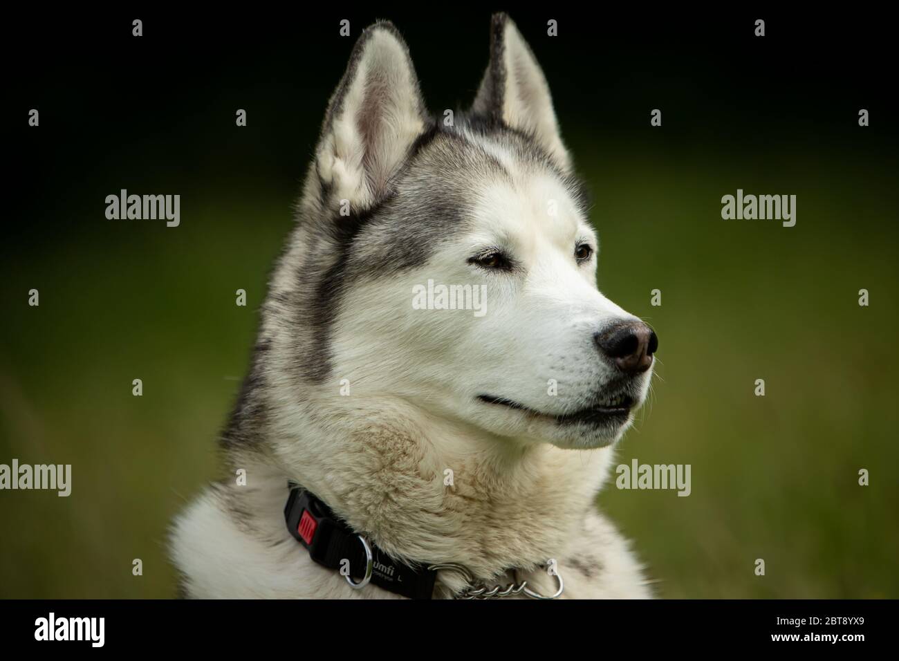 Un Husky Siberiano che si alza orgoglioso. Foto Stock