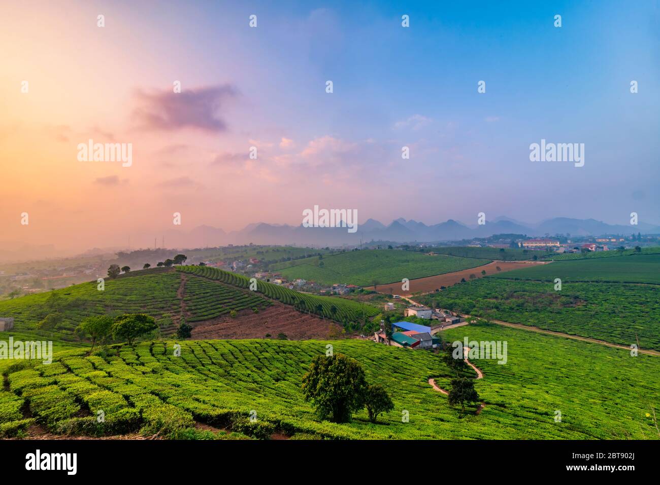 Tè verde fresco collina in Moc chau, vietnam Foto Stock