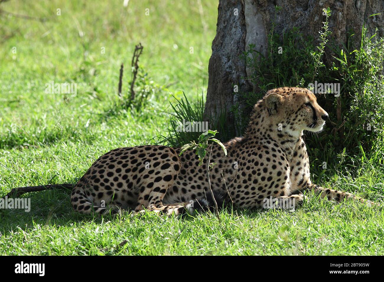 I fratelli Cheetah giacciono nell'erba verde della savana keniana su un tronco di albero e scoprono una preda possibile in lontananza Foto Stock