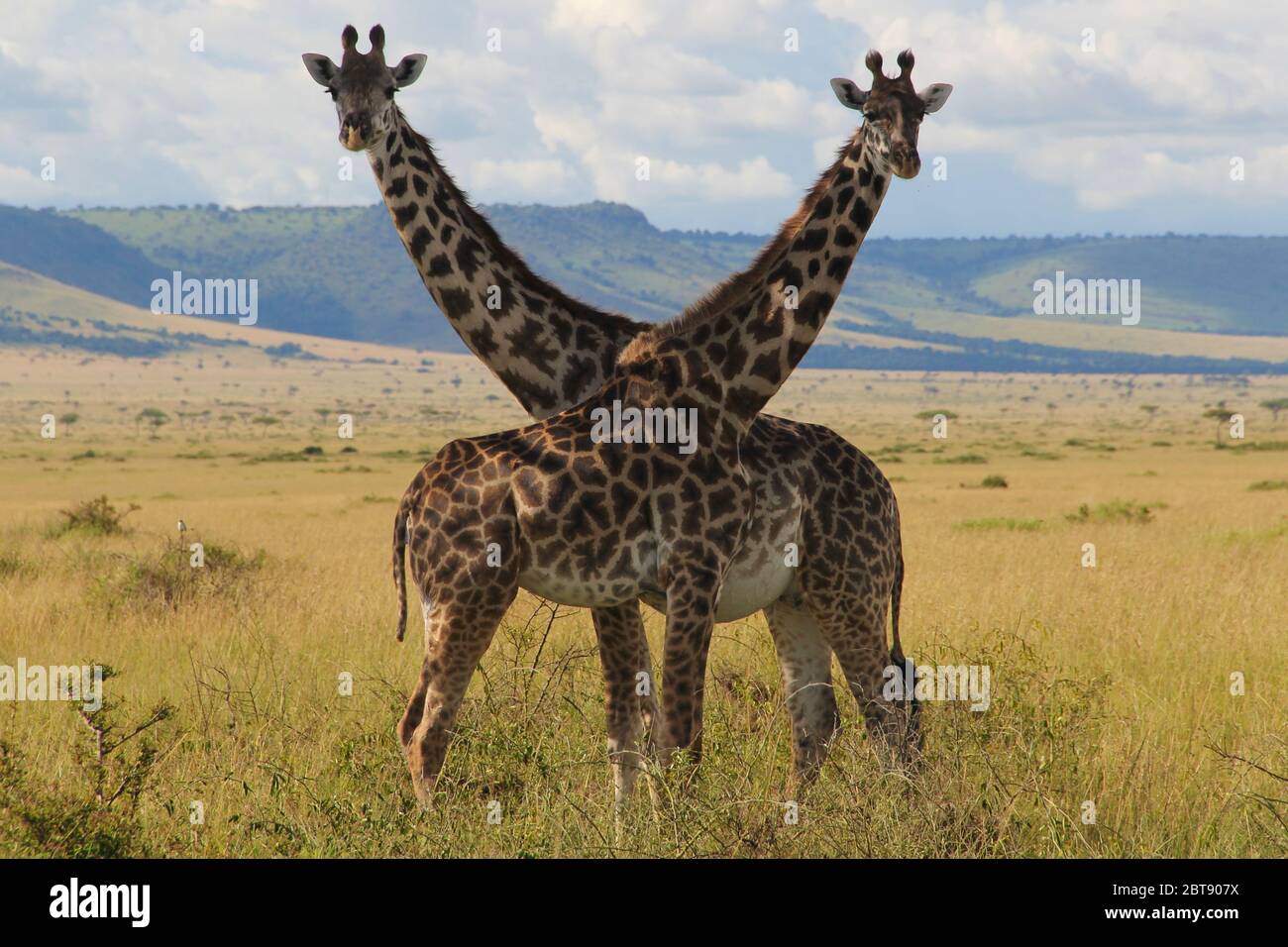 Ritratto di un paio di giraffe, la femmina è incinta, si trova con colli incrociati nel vasto paesaggio della Mara Masai Foto Stock