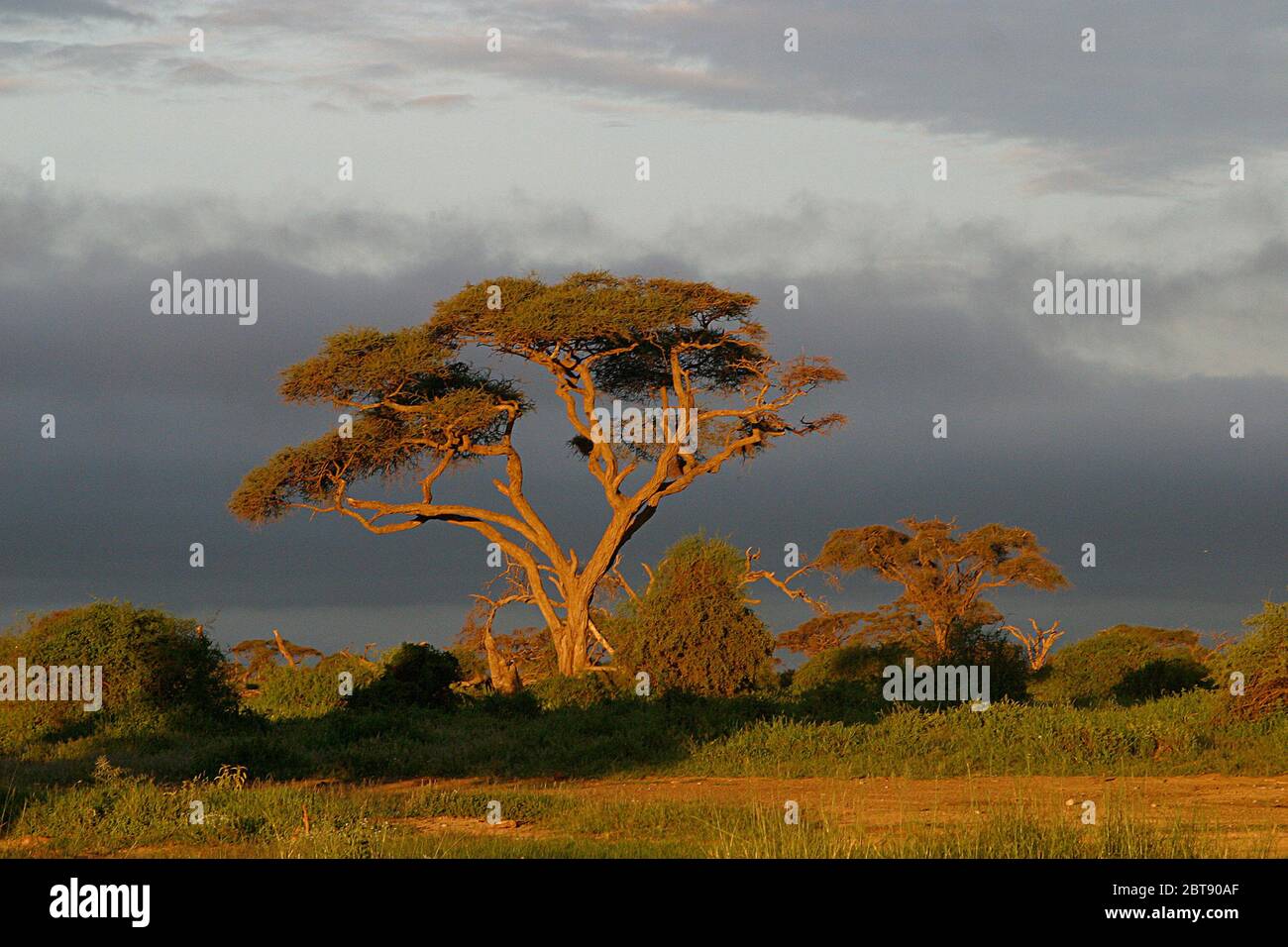 Paesaggio girato con un albero di acacia gigante nella luce dorata del mattino con nuvole grigio scuro sullo sfondo Foto Stock