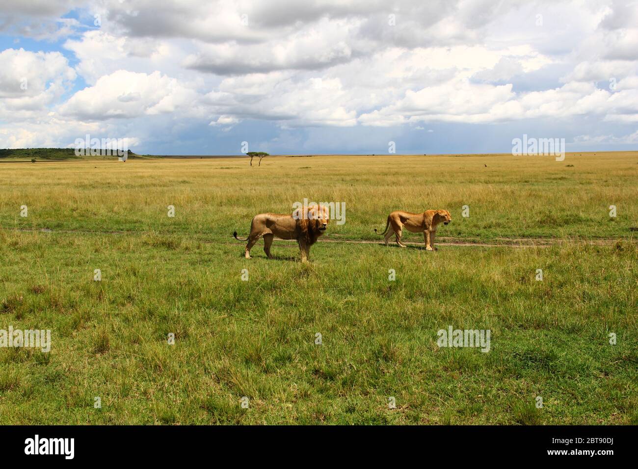 Un leone e la sua leonessa vagano da soli attraverso il vasto paesaggio di Masai Mara Foto Stock