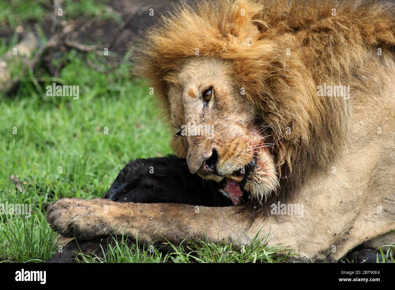 un grande leone maschio con una bocca macchiata di sangue mangia la preda appena strappata di un vitello di bufalo, da vicino Foto Stock