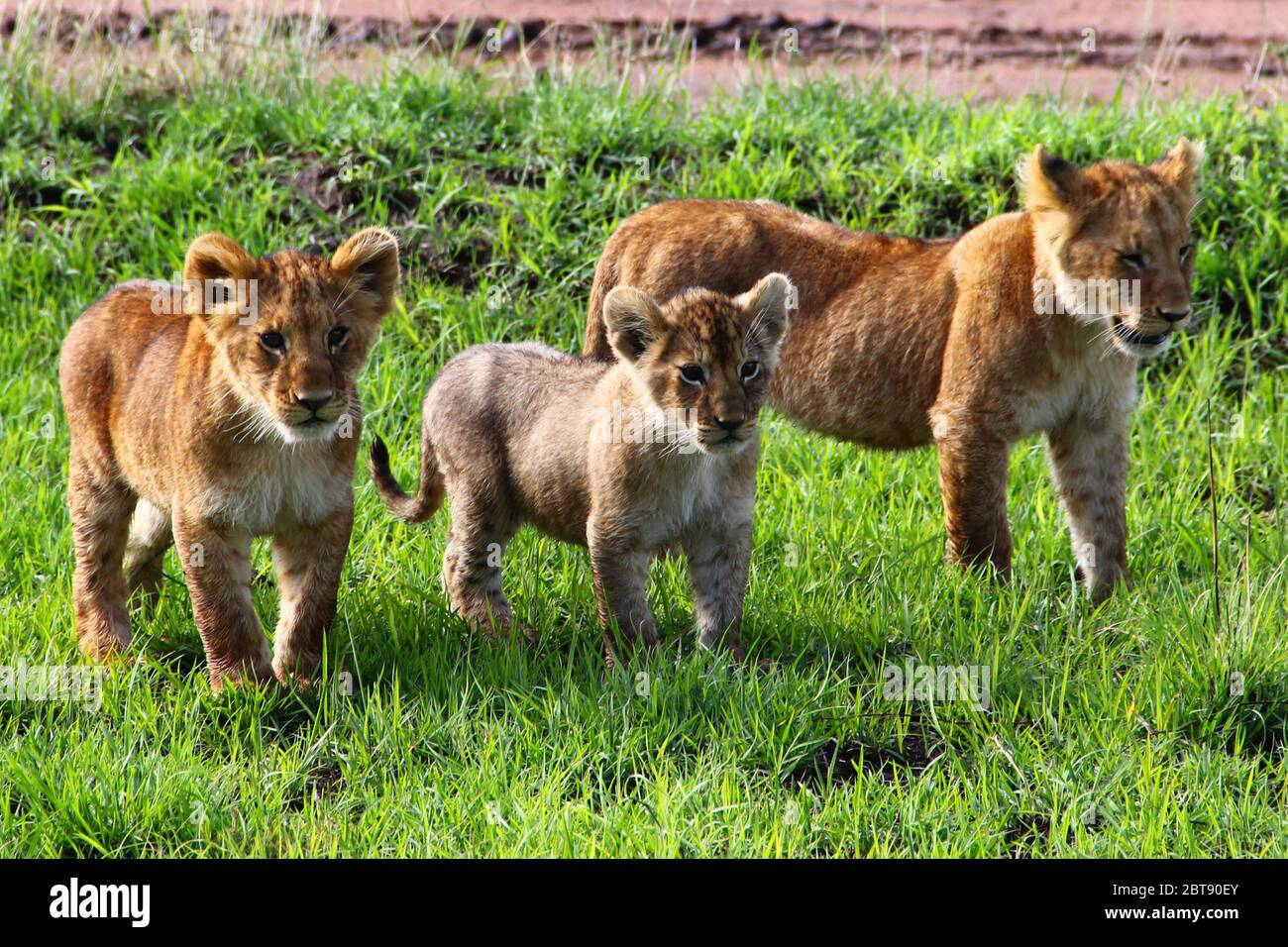 I Lions, tre cuccioli di età diversa, vagano per l'erba verde della savana keniana Foto Stock