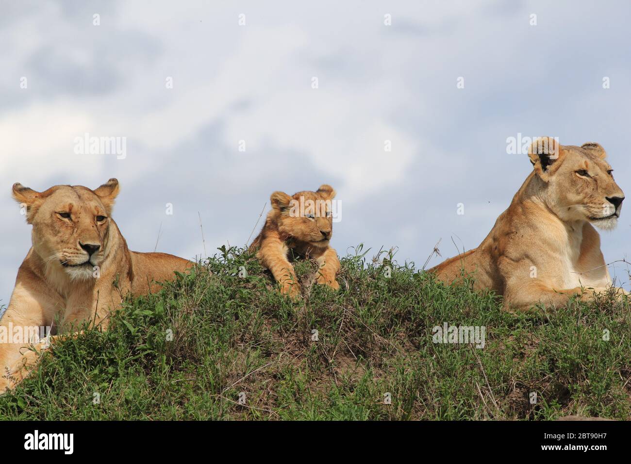 Due leonesse con un cucciolo giacciono rilassate e attenti su un tumulo di termite verde nella vasta distesa della savana keniana del Masai Mara Foto Stock