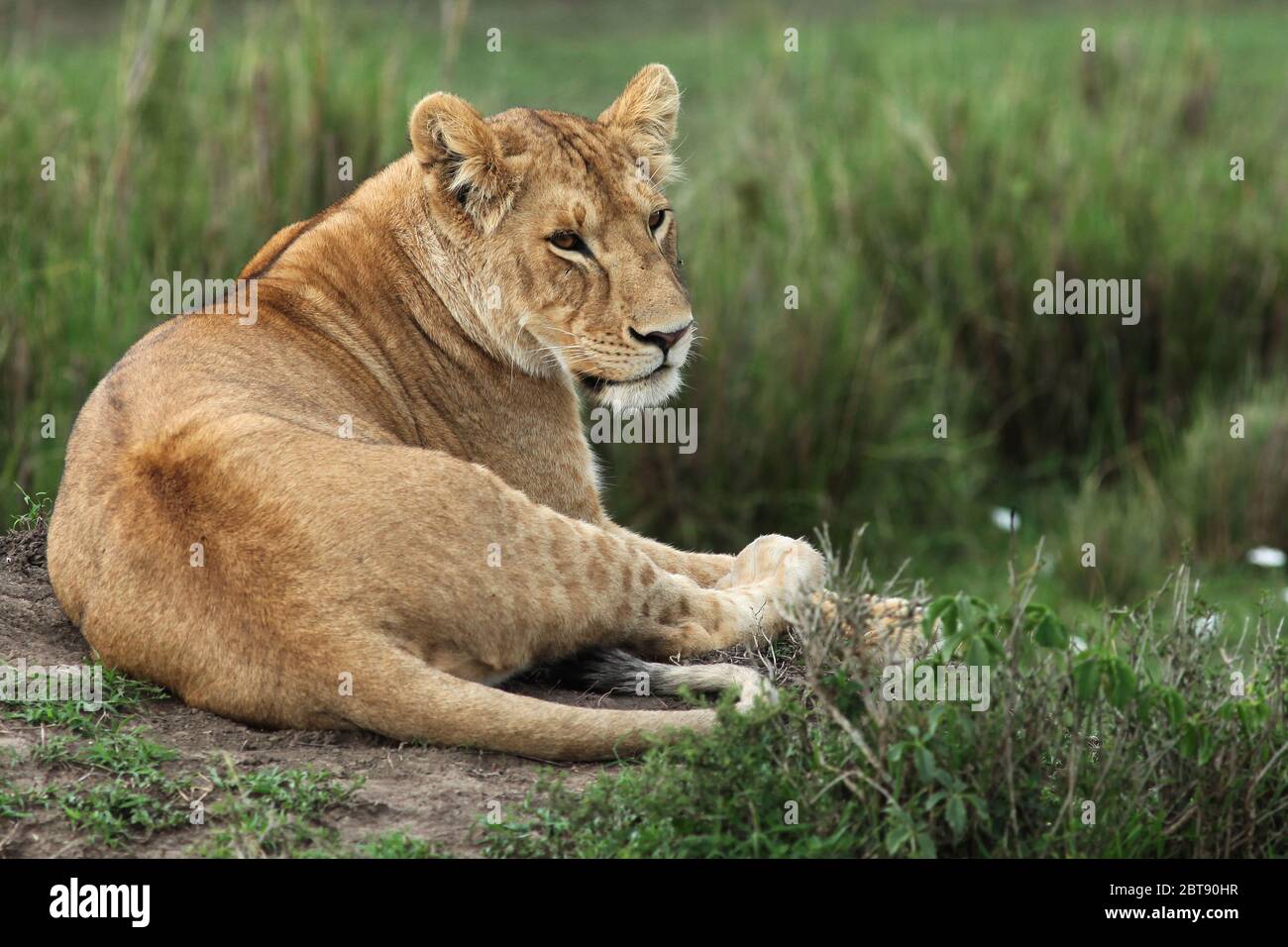 Una leonessa giace rilassata ma attenta nell'erba della savana keniana e coetanei al suo orgoglio Foto Stock