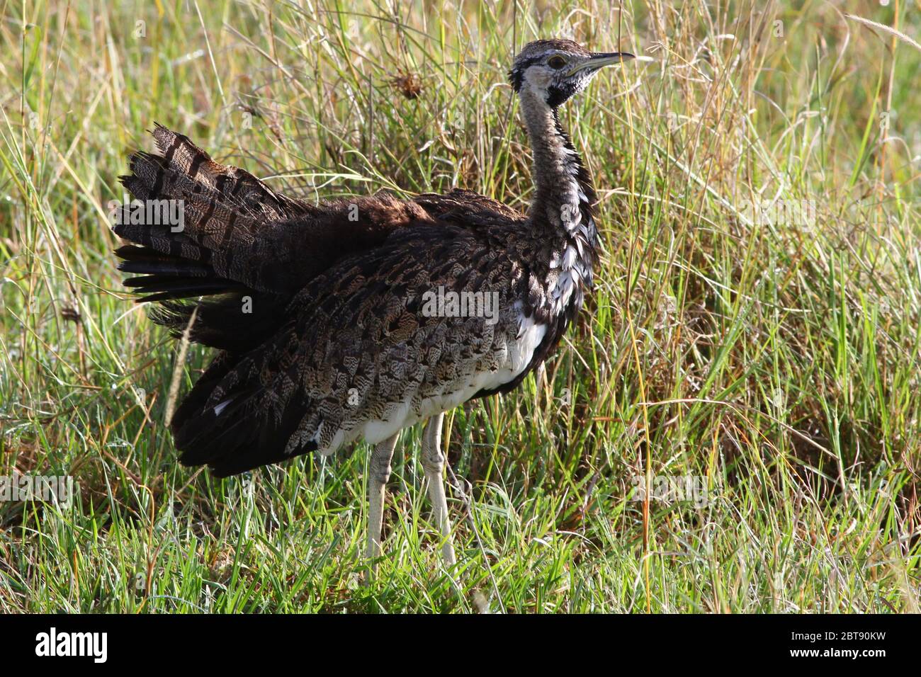 Un grande uccello di bustard con le sue ali si sviluppa passeggiate attraverso l'erba verde della savana Masai Mara Foto Stock