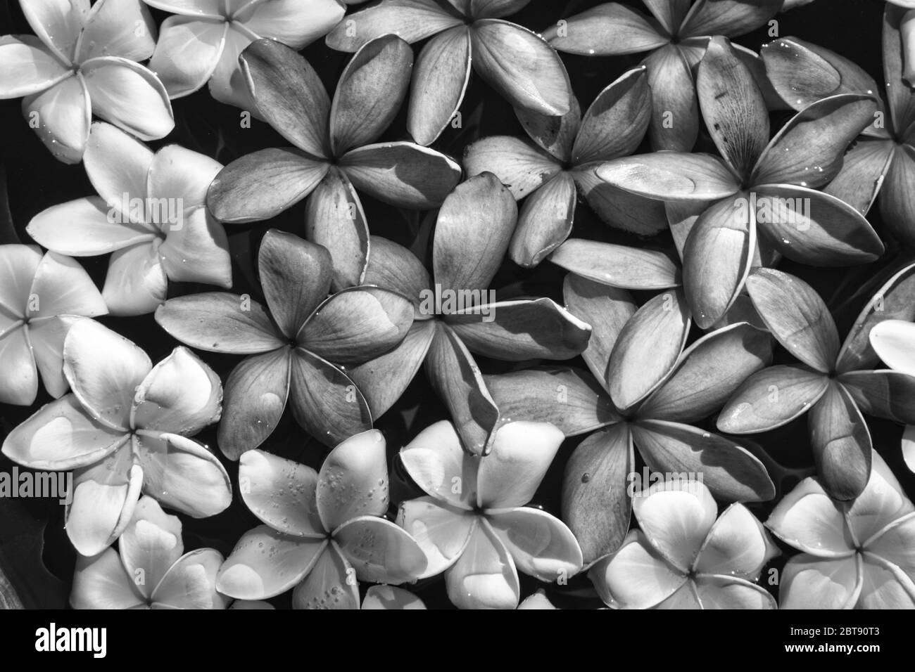 Questa foto unica in bianco e nero mostra fiori di gelsomino di colore rosa e bianco che galleggiano sull'acqua in una spa. La foto è stata scattata in Thailandia Foto Stock