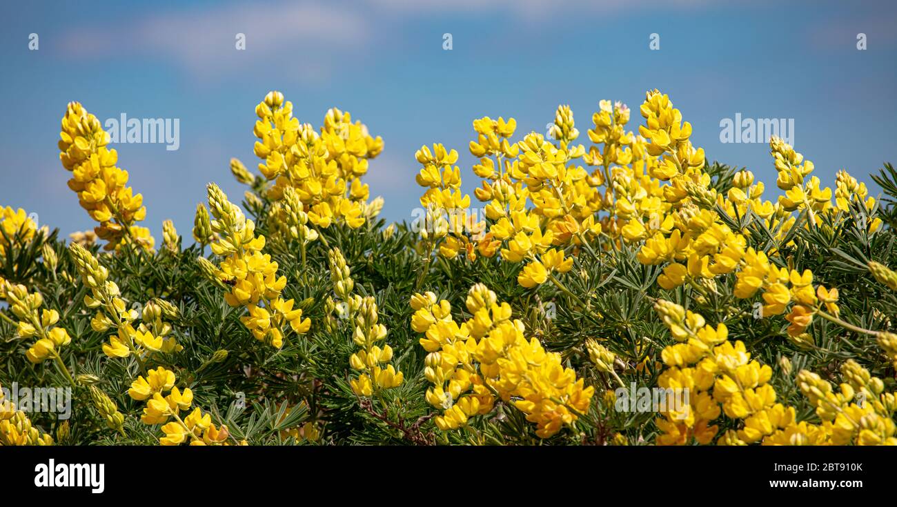 Lupini dell'albero giallo nel selvaggio Foto Stock
