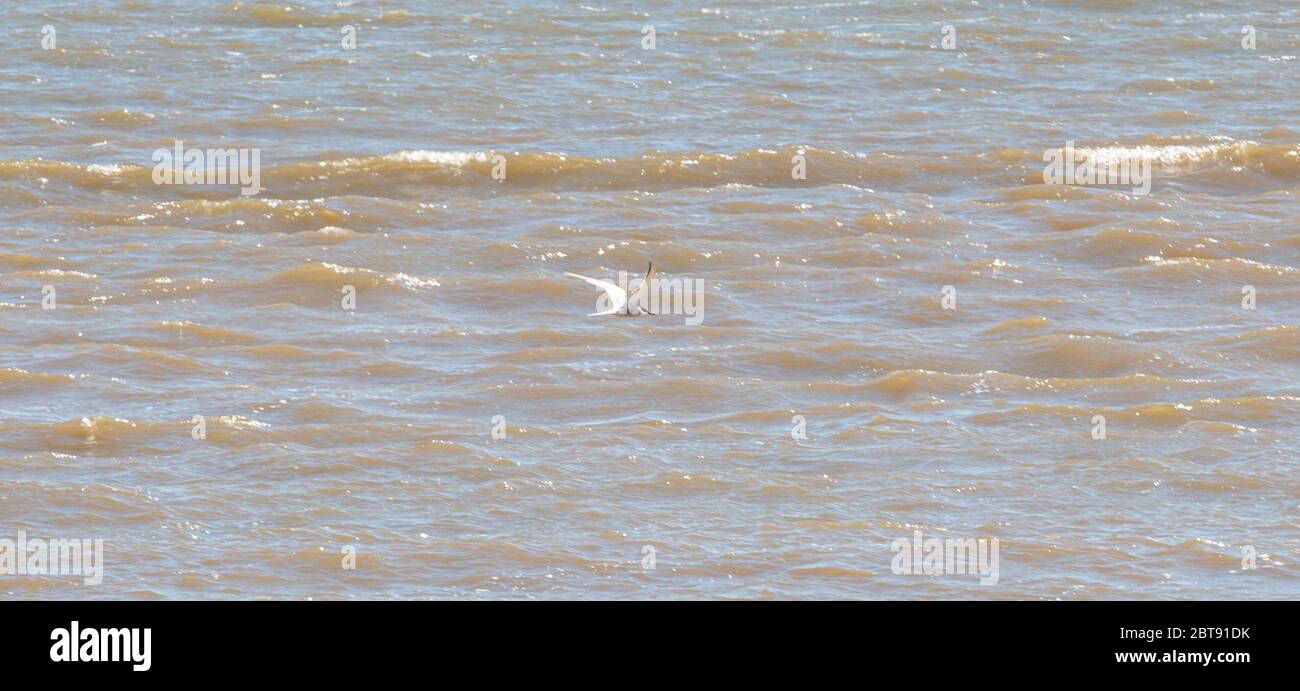 Un Tern vola sull'oceano Foto Stock