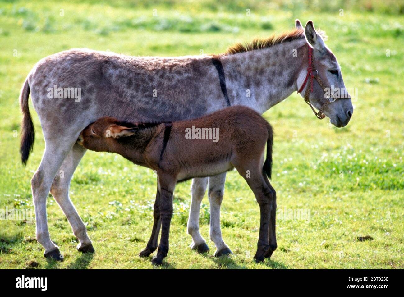 Donna asino con simpatico allattamento al foal al pascolo, profilo ritratto. Foto Stock