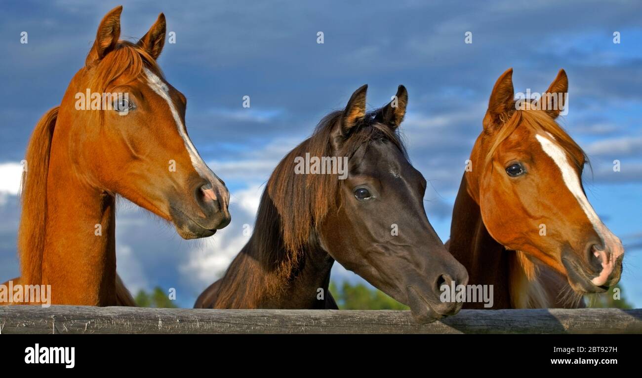 Tre cavalli arabi anniaranti che si levano insieme al pascolo, guardando Foto Stock