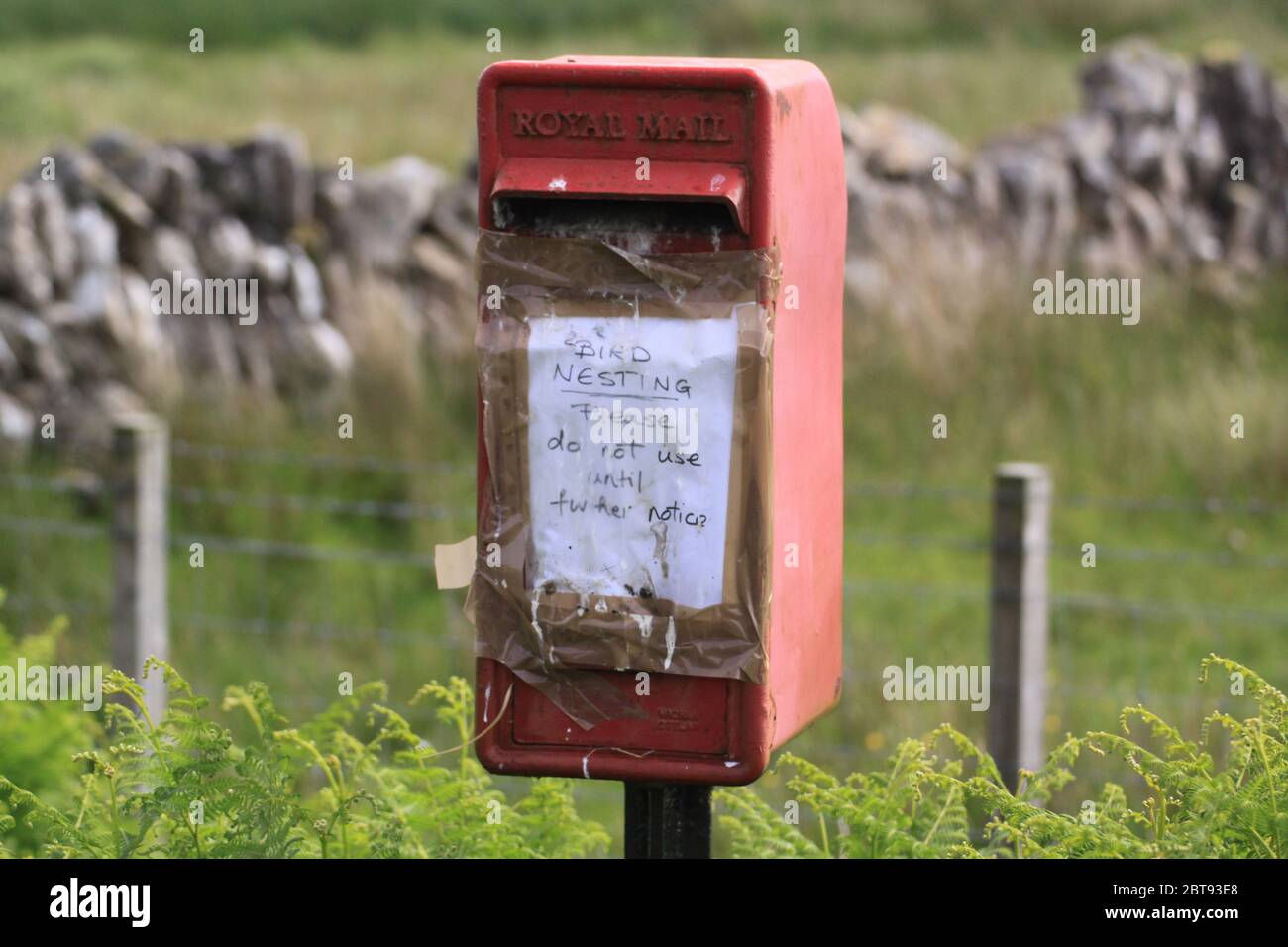 Nidificazione di uccelli in una casella di lettere, Uisken Mull Scozia Foto Stock