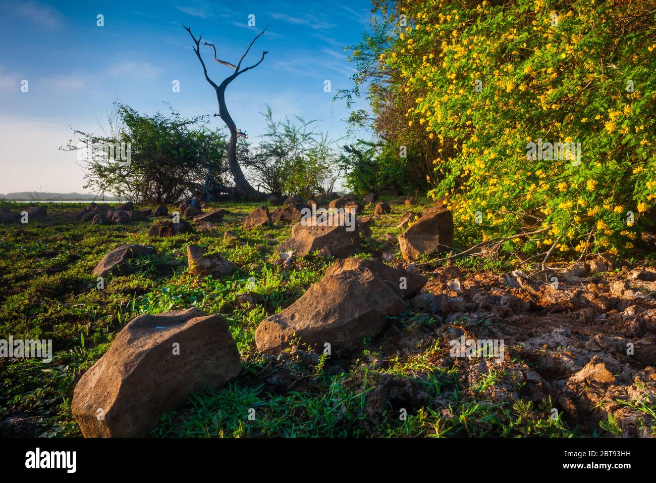 Bellissimo paesaggio all'alba a Cienaga de las Macanas, El Rincon, provincia di Herrera, Repubblica di Panama. Foto Stock