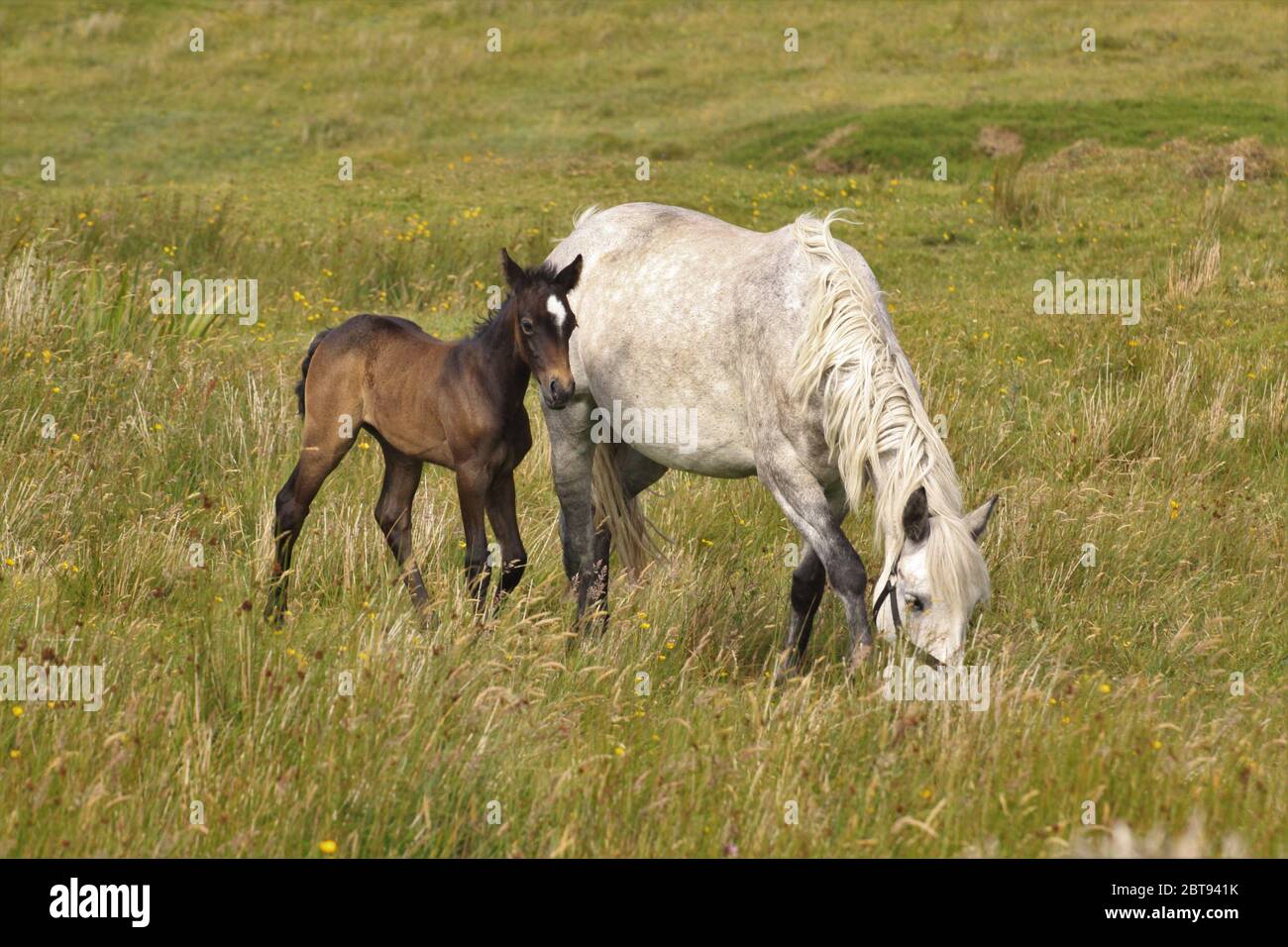 Pony e nemico di Connemara Foto Stock