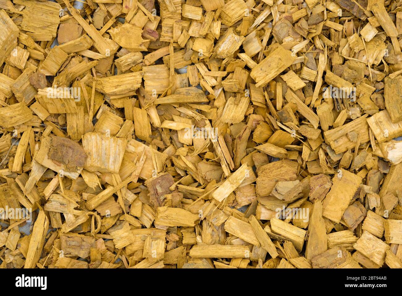 Sfondo di trucioli di legno giallo. Trucioli di legno verniciato per decorare e decorare aiuole e alberi. Pacciame naturale per la progettazione di paesaggi. Foto Stock