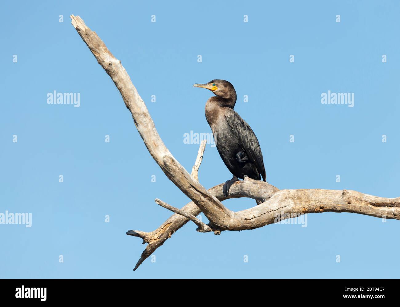 Primo piano di un cormorano neotropico (Phalacrocorax brasilianus) arroccato su un ramo di albero, Pantanal Sud, Brasile. Foto Stock