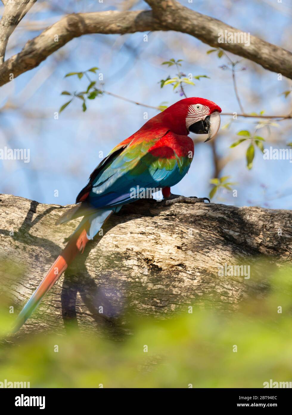 Primo piano di un macaw rosso e verde (Ara chloropterus) arroccato su un ramo di albero, Pantanal Sud, Brasile. Foto Stock