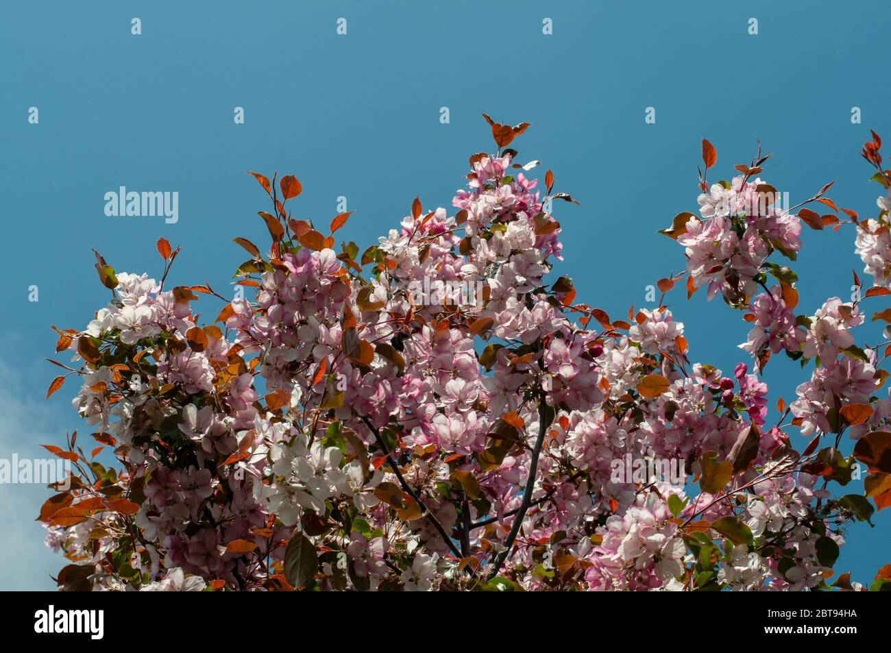 rami di un ciliegio orientale con abbondanza di fiori rosa Foto Stock