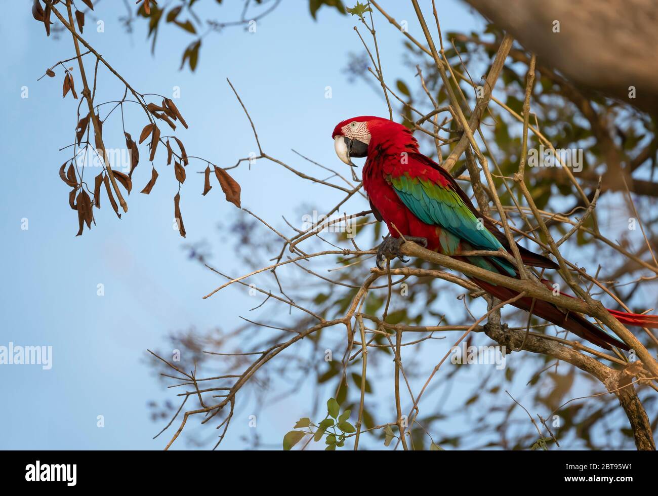Primo piano di un macaw rosso e verde (Ara chloropterus) arroccato su un ramo di albero, Pantanal Sud, Brasile. Foto Stock