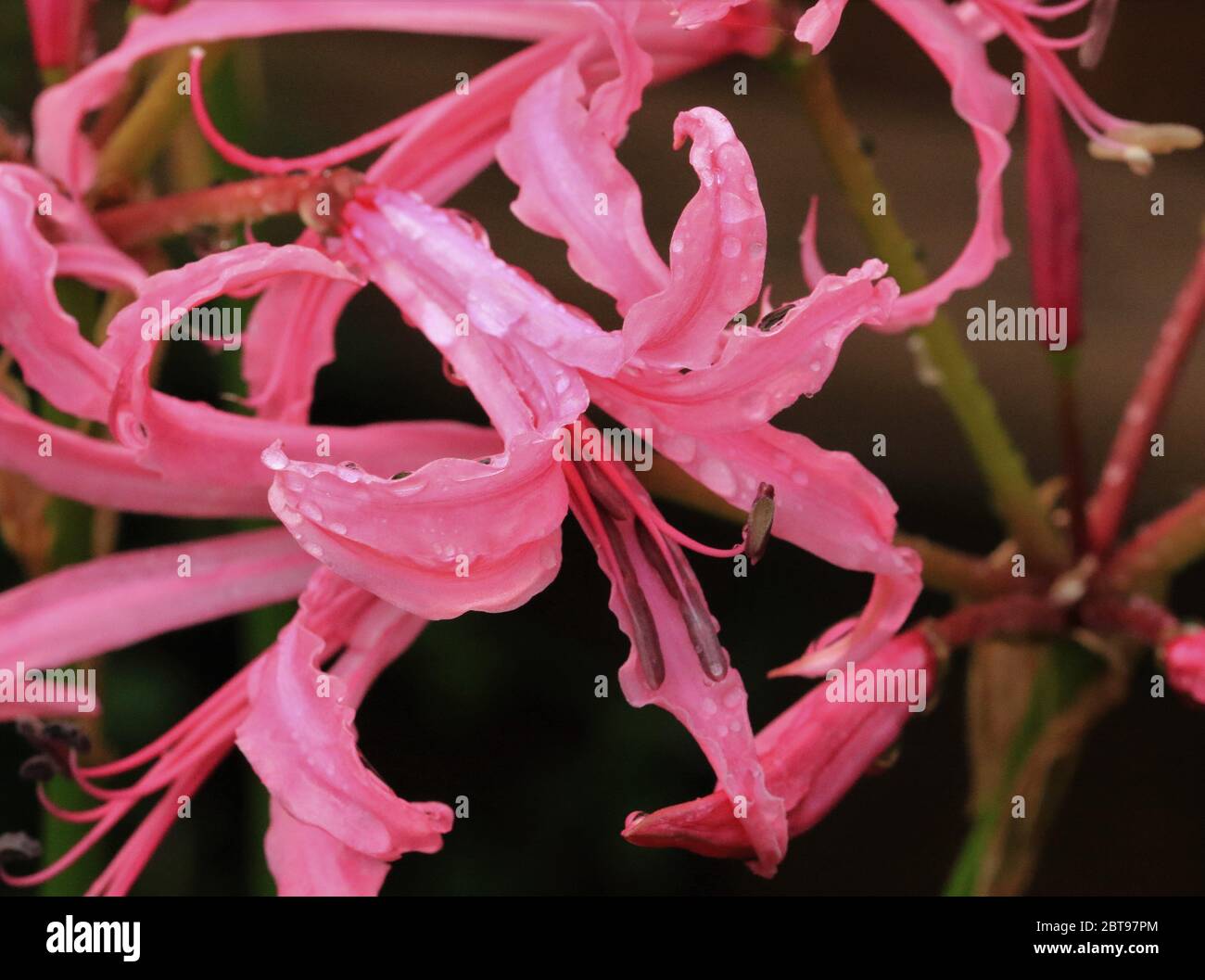 Nerini rosa, Wet, Regno Unito Foto Stock