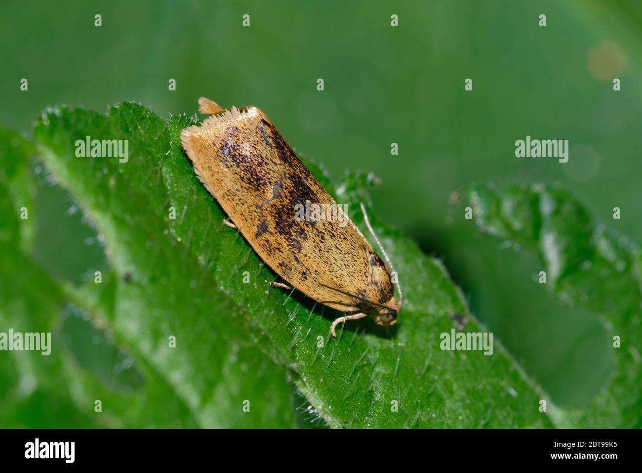 Brindled Tortrix Moth - Ptycoloma lecheana su foglia Foto Stock