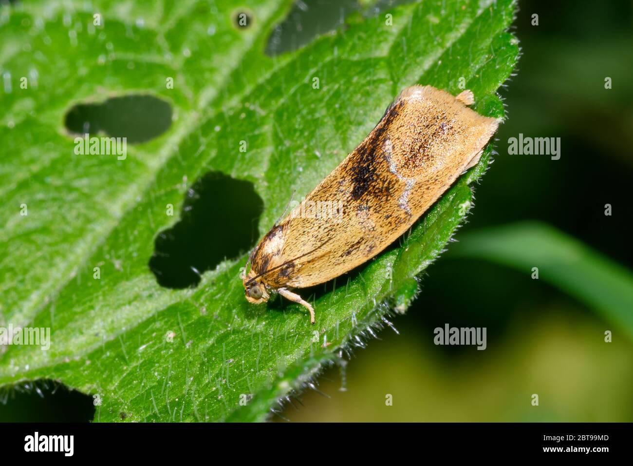 Brindled Tortrix Moth - Ptycoloma lecheana su foglia Foto Stock