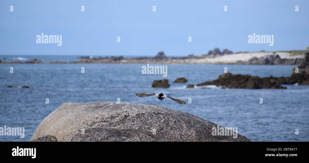 Oystercatcher che vola da una roccia a St. Agnes, Isole di Scilly - UK Foto Stock