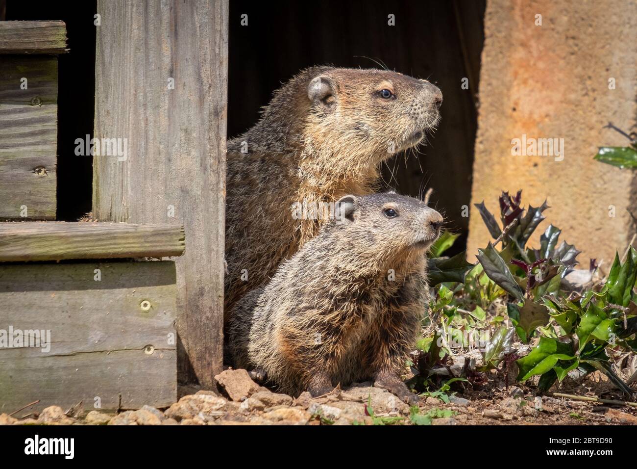 Una madre di falda e la sua divisa peer fuori da sotto un ponte. Raleigh, Carolina del Nord. Foto Stock