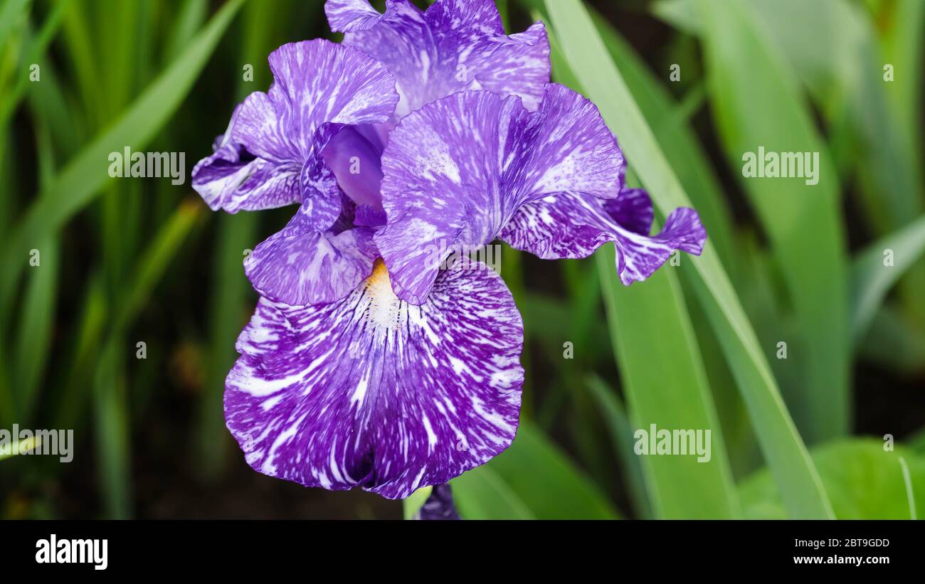 Una volta che questo fiore blu di iris si apre il fiore diventa viola entro un giorno o così Foto Stock