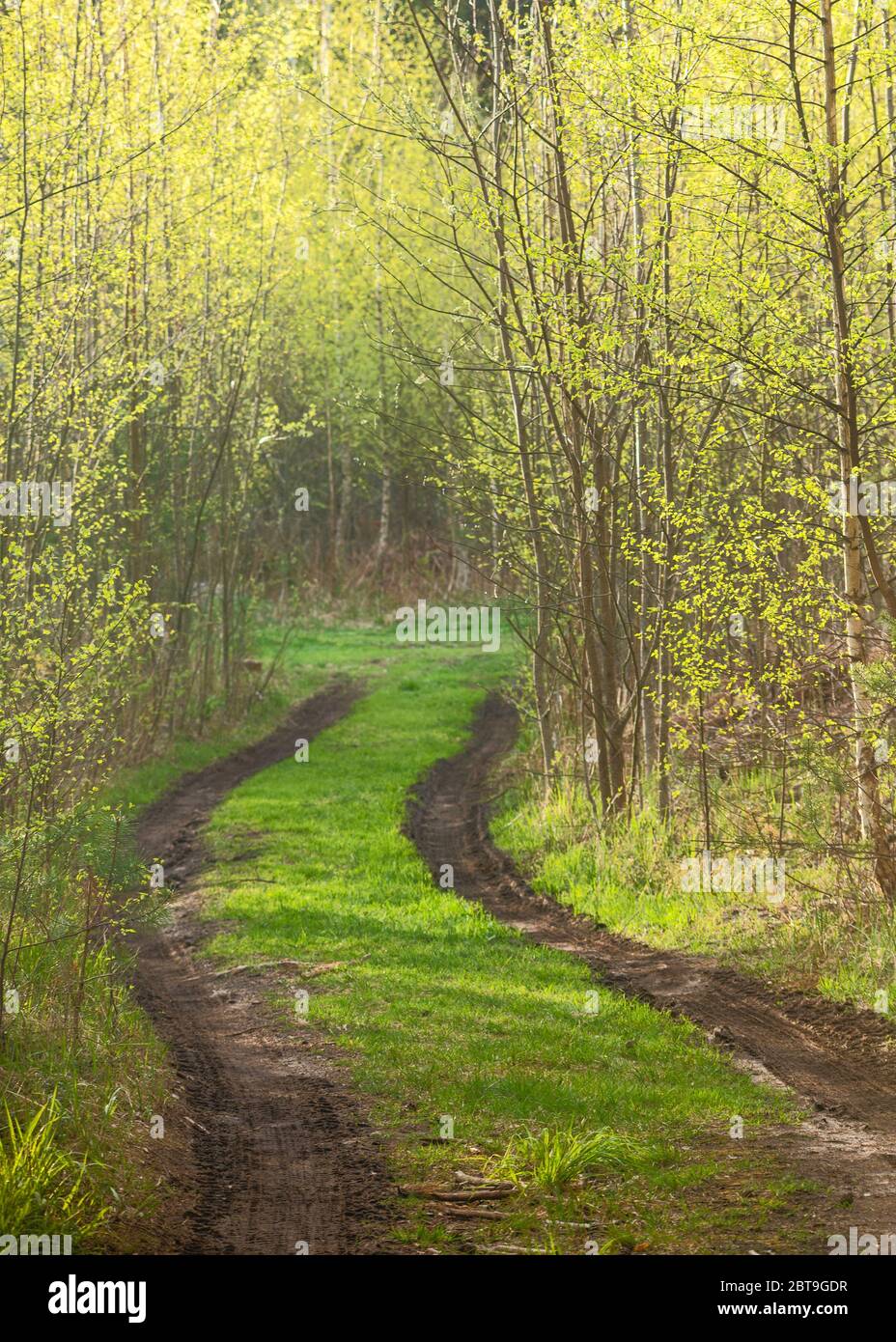 Sentiero forestale con fango primaverile tra alberi con fogliame giovane Foto Stock