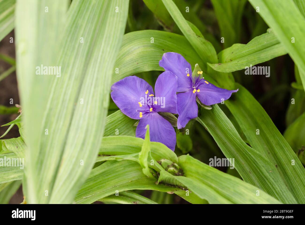 Un fiore di Spiderwort viola o lavanda che si sbirca tra le foglie Foto Stock