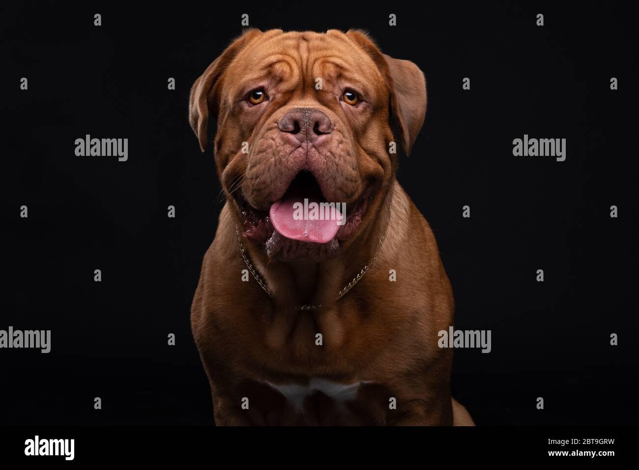 Francese Mastiff anche conosciuto come Bordeauxdog Foto Stock