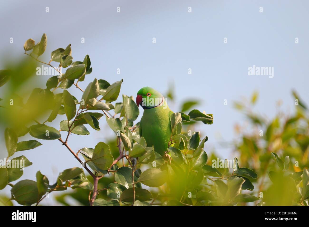 primo piano di un uccello pappagallo seduto su un ramo verde di albero Foto Stock