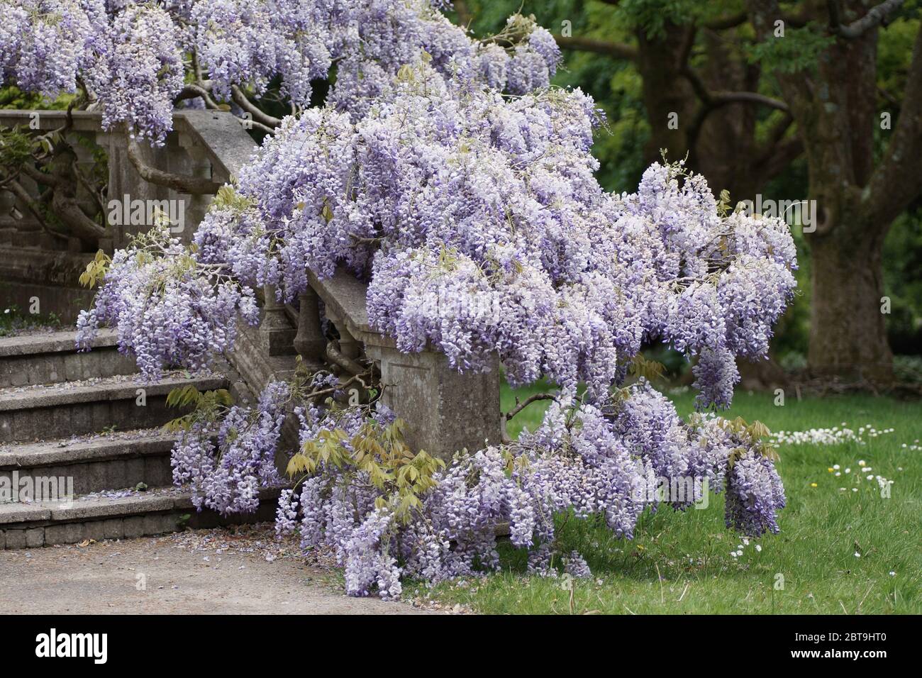 Il Glicine floribunda Foto Stock