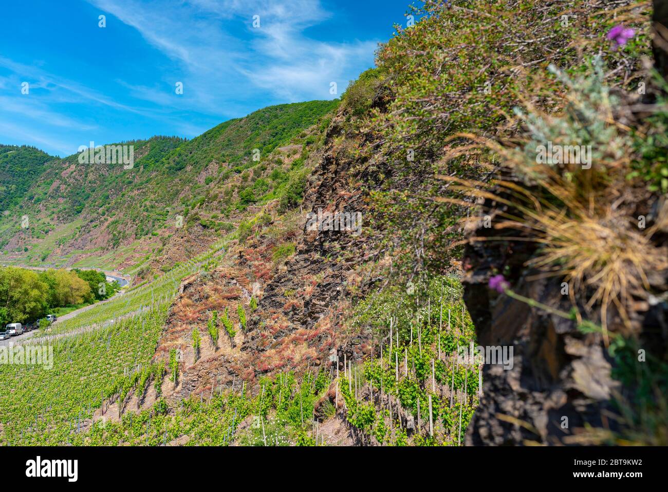 Piante su rocce di ardesia, che crescono in vigneti nella Germania occidentale in primavera. Foto Stock