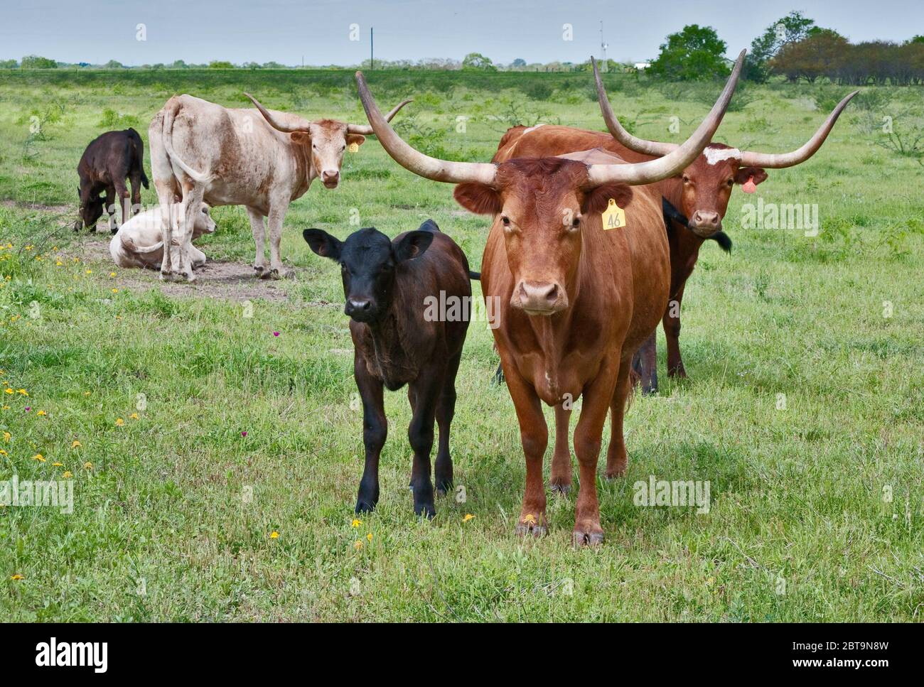 Mucche Longhorn con polpacci al pascolo vicino Goliad, Texas, USA Foto Stock