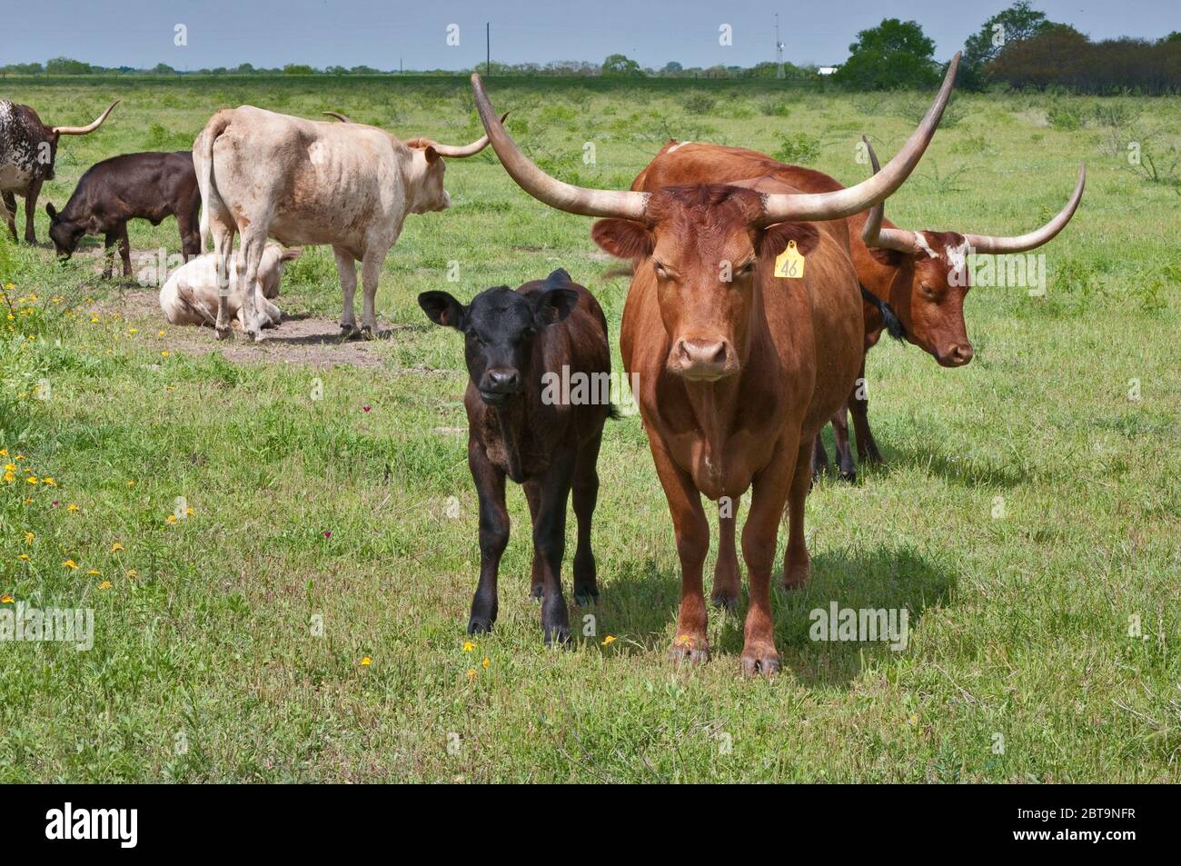 Mucche Longhorn con polpacci al pascolo vicino Goliad, Texas, USA Foto Stock