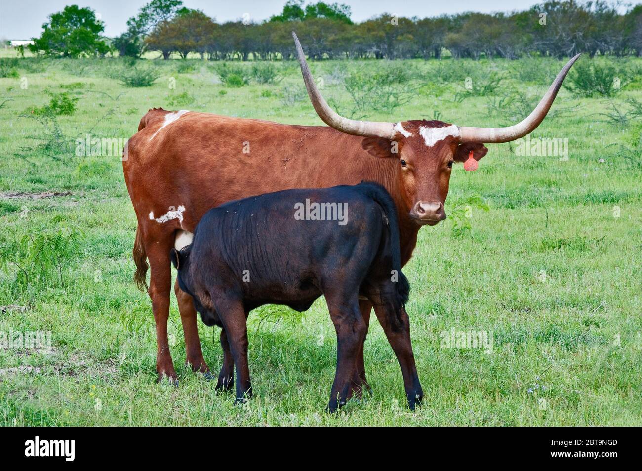 Mucche Longhorn con polpacci al pascolo vicino Goliad, Texas, USA Foto Stock
